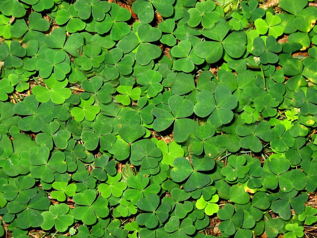 Caption: St. Patrick's Day Celebration with Lucky Four-Leaf Clover