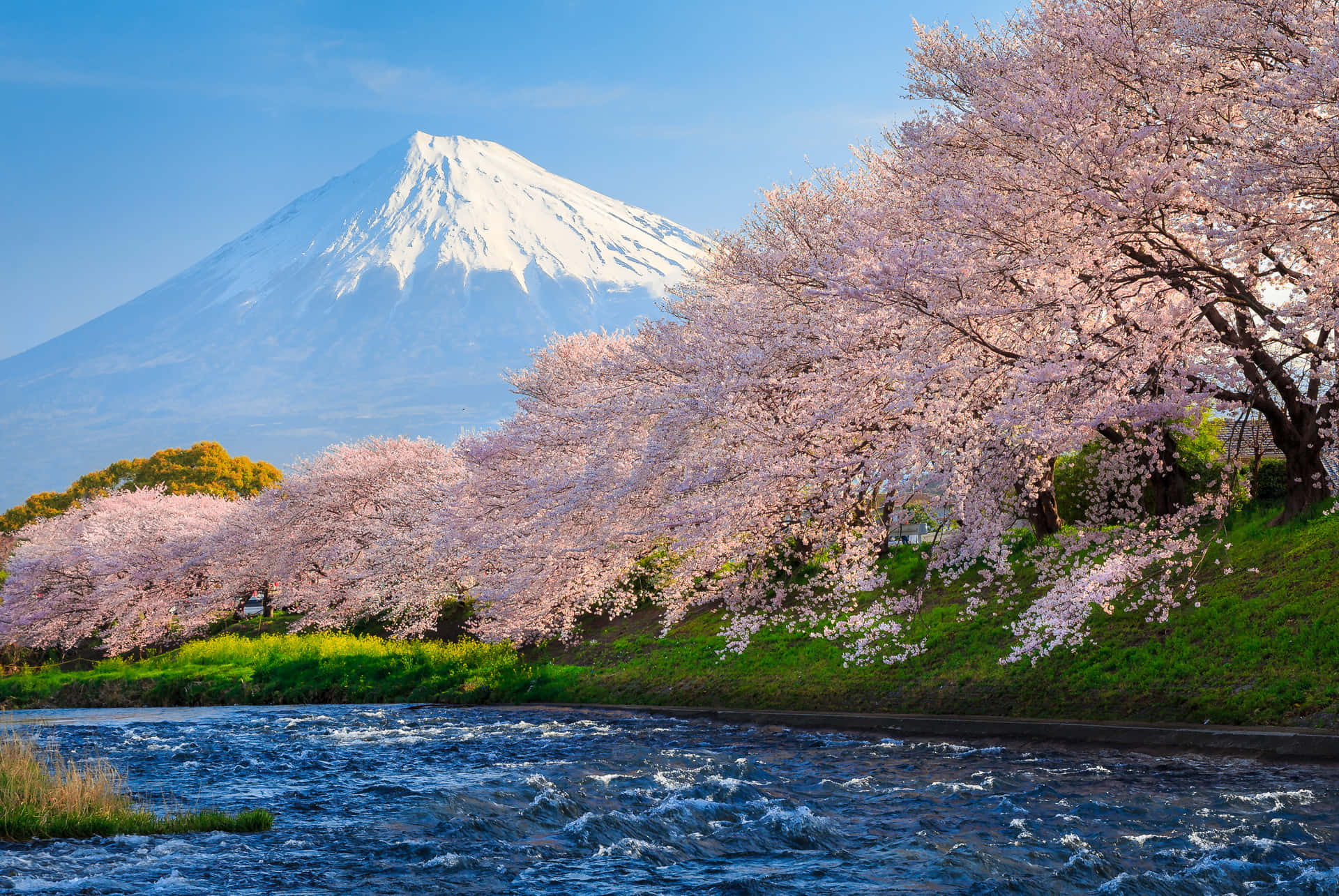 Sakura og Fuji bjerget i Japan blomst tapet. Wallpaper