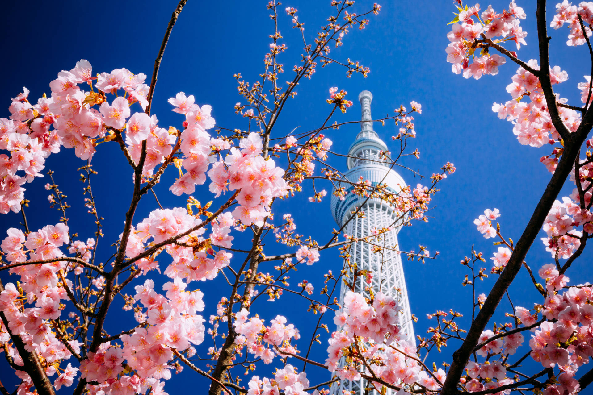 Take in the beauty of Tokyo with the Japanese Cherry Blossom, Sakura Wallpaper