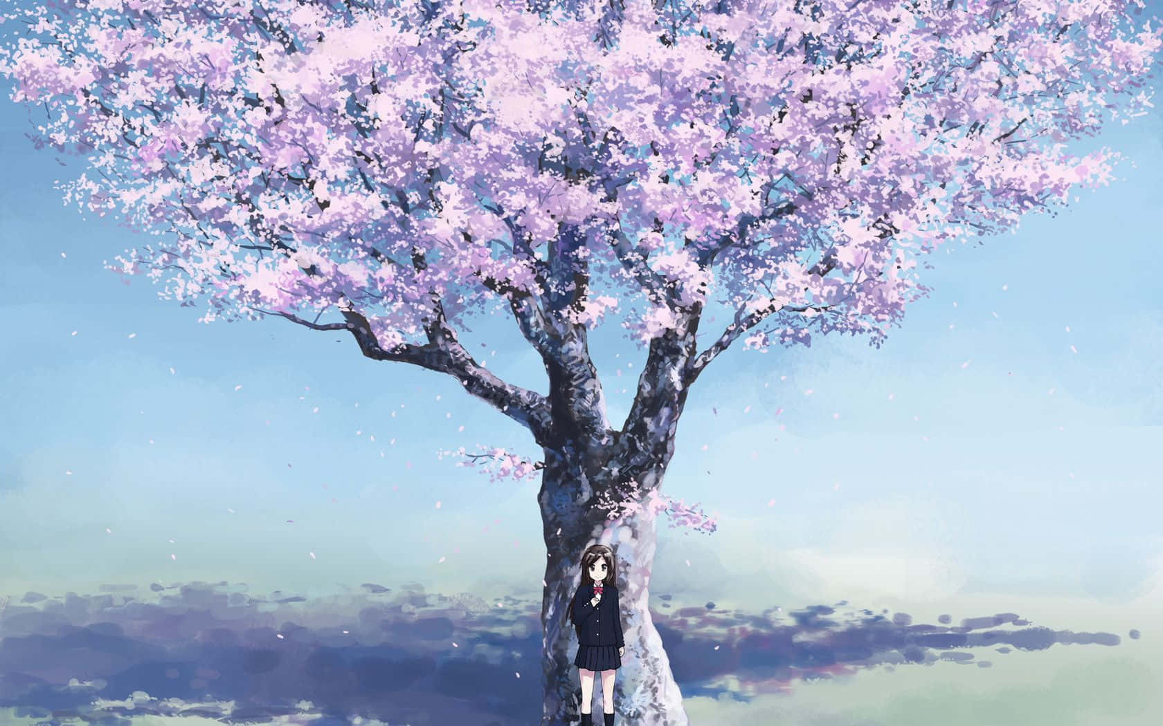 Billede Sakura I et felt af kirsebærblomster. Wallpaper