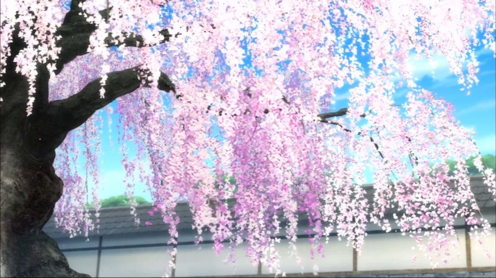 Download Sakura Anime Cherry Blossom Tree Illustration Wallpaper |  