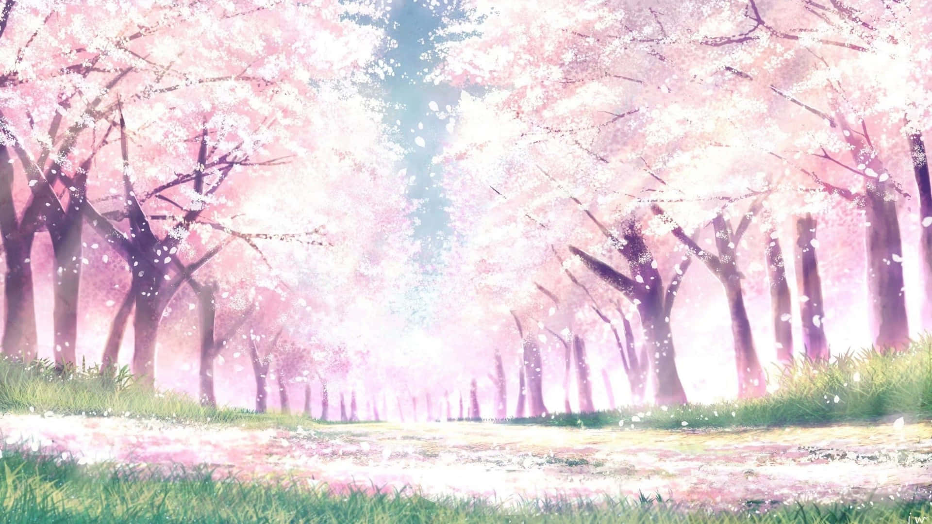 Sakura Anime Landskab Lavt Vinkel Skud: Wallpaper