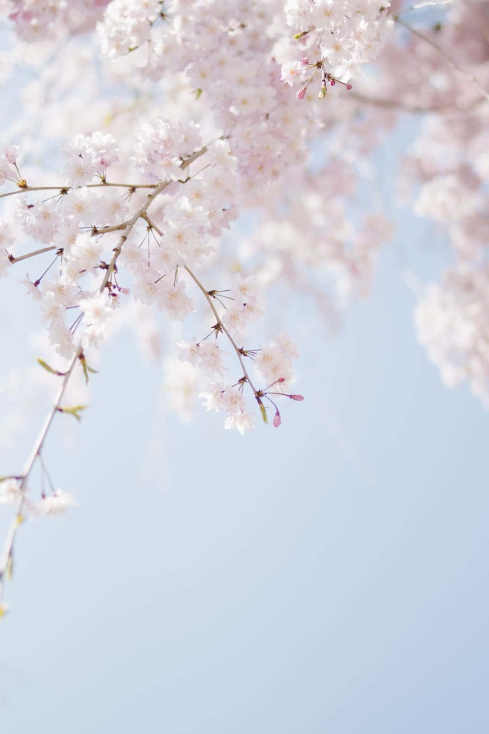 Cherry Blossoms Against A Blue Sky