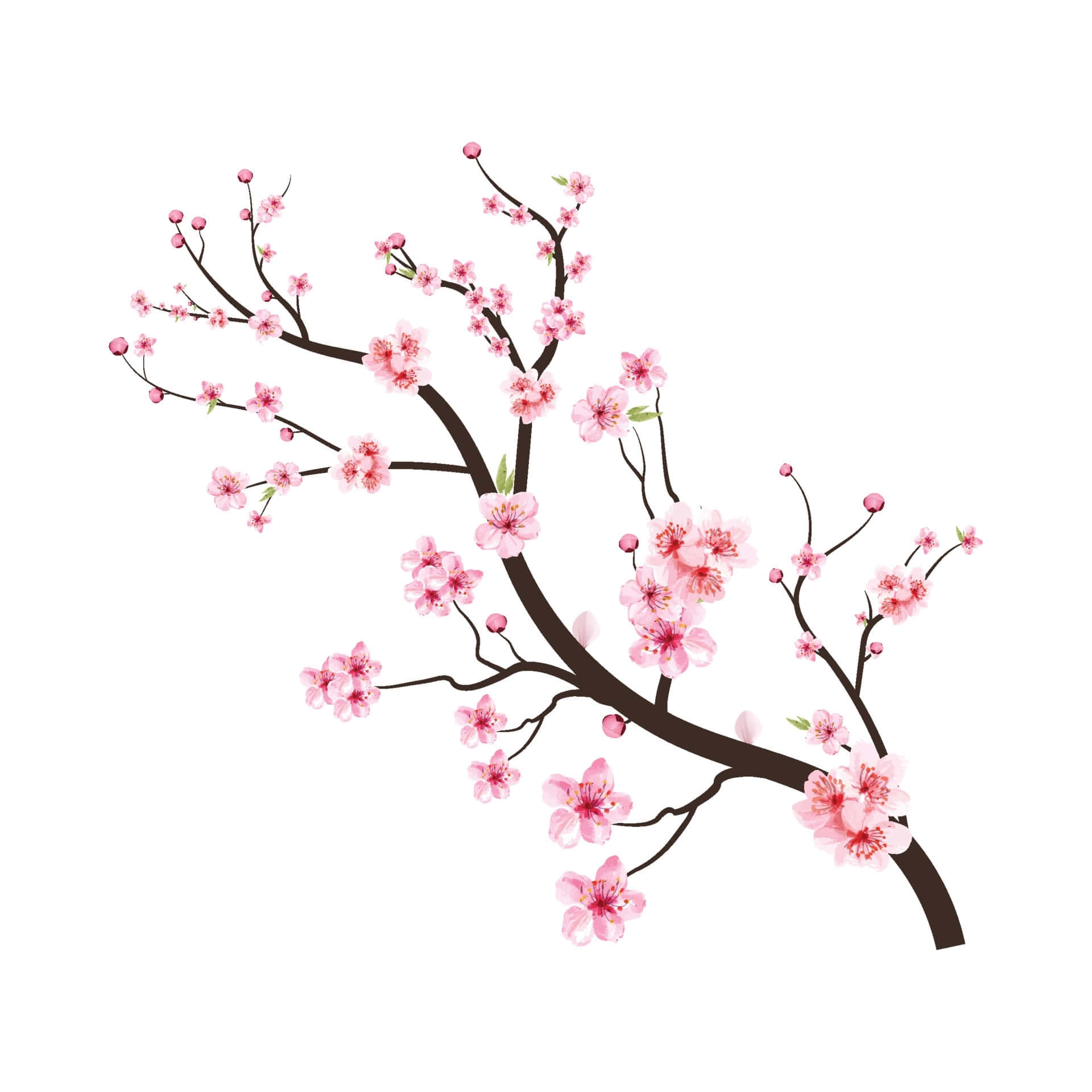 A Branch Of Cherry Blossoms On A White Background