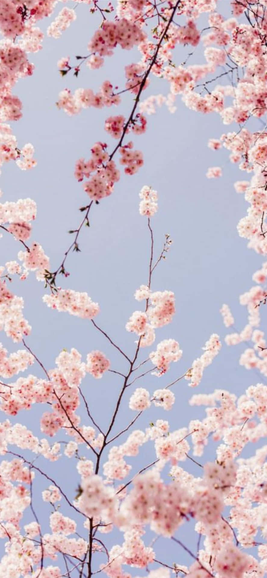"Beautiful pink sakura blossoms in the sunlight"