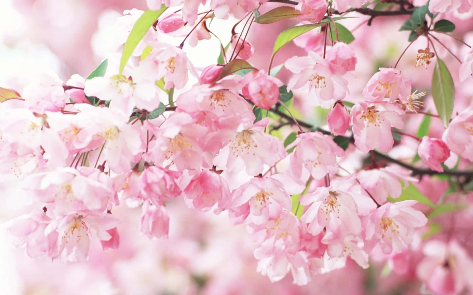 Unavista Panorámica De Los Árboles De Sakura/cerezo En Flor.