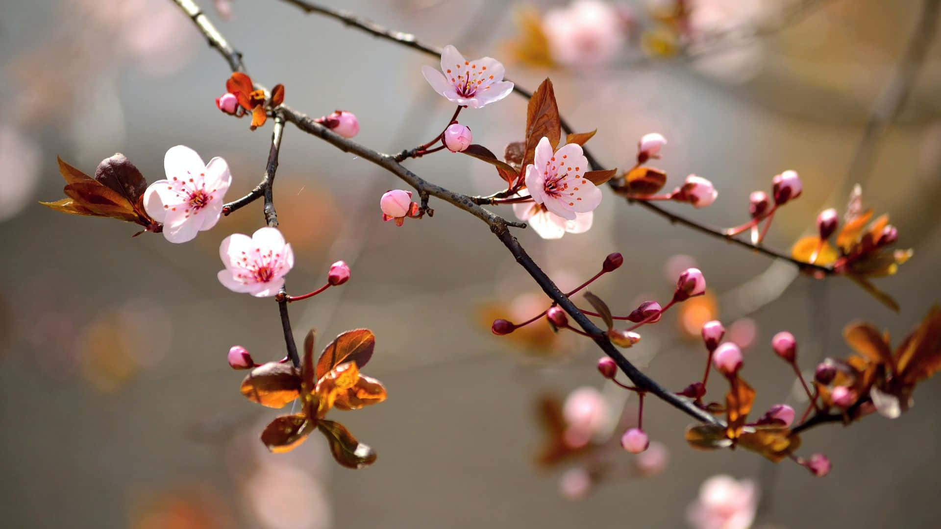 Unárbol De Sakura Floreciente En El Fondo De Una Puesta De Sol Tranquila.