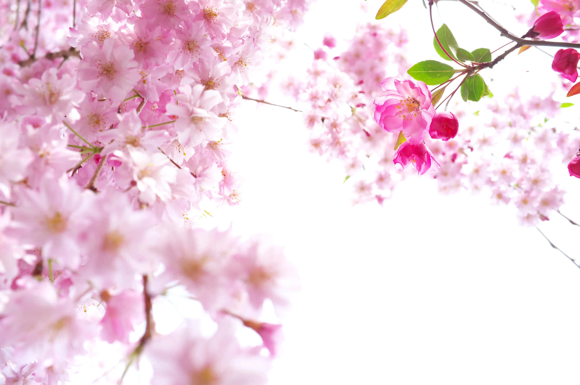 Losárboles De Sakura Florecientes De Japón