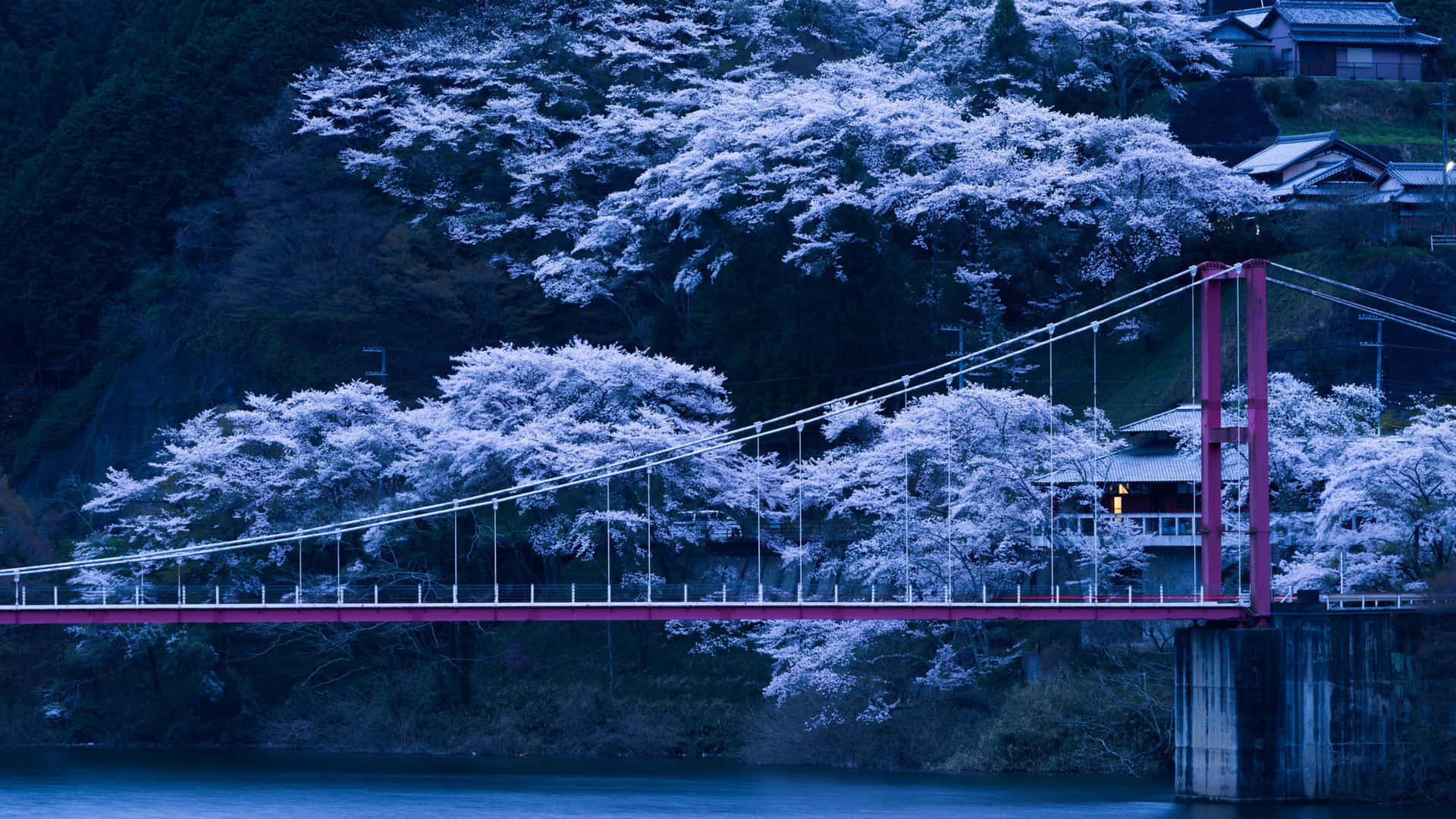 "Lovely pink sakura blossoms blooming against a tranquil dark green background."