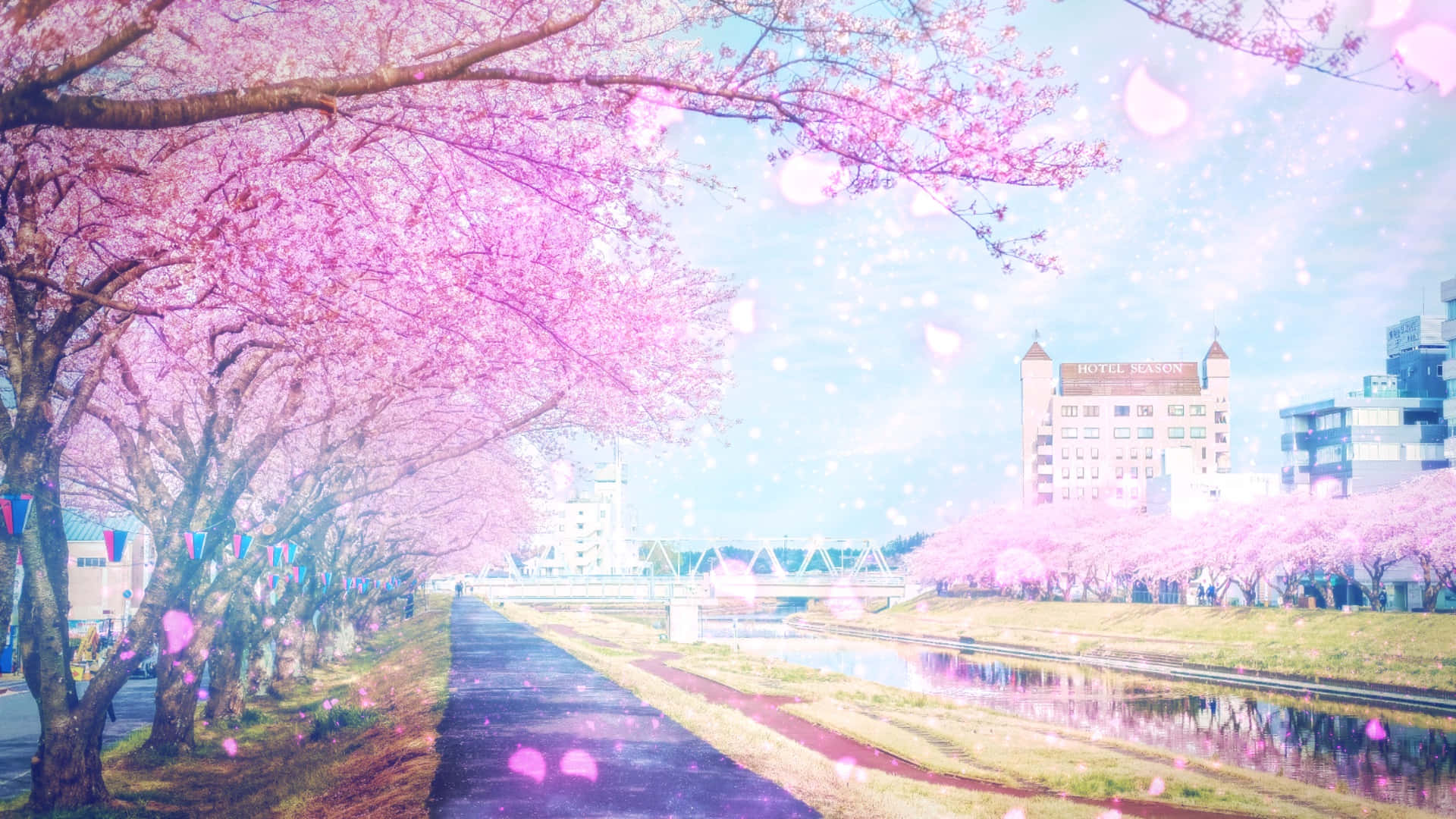 Ettblommande Träd Fyllt Med Mjukt Rosa Sakura Blommor.
