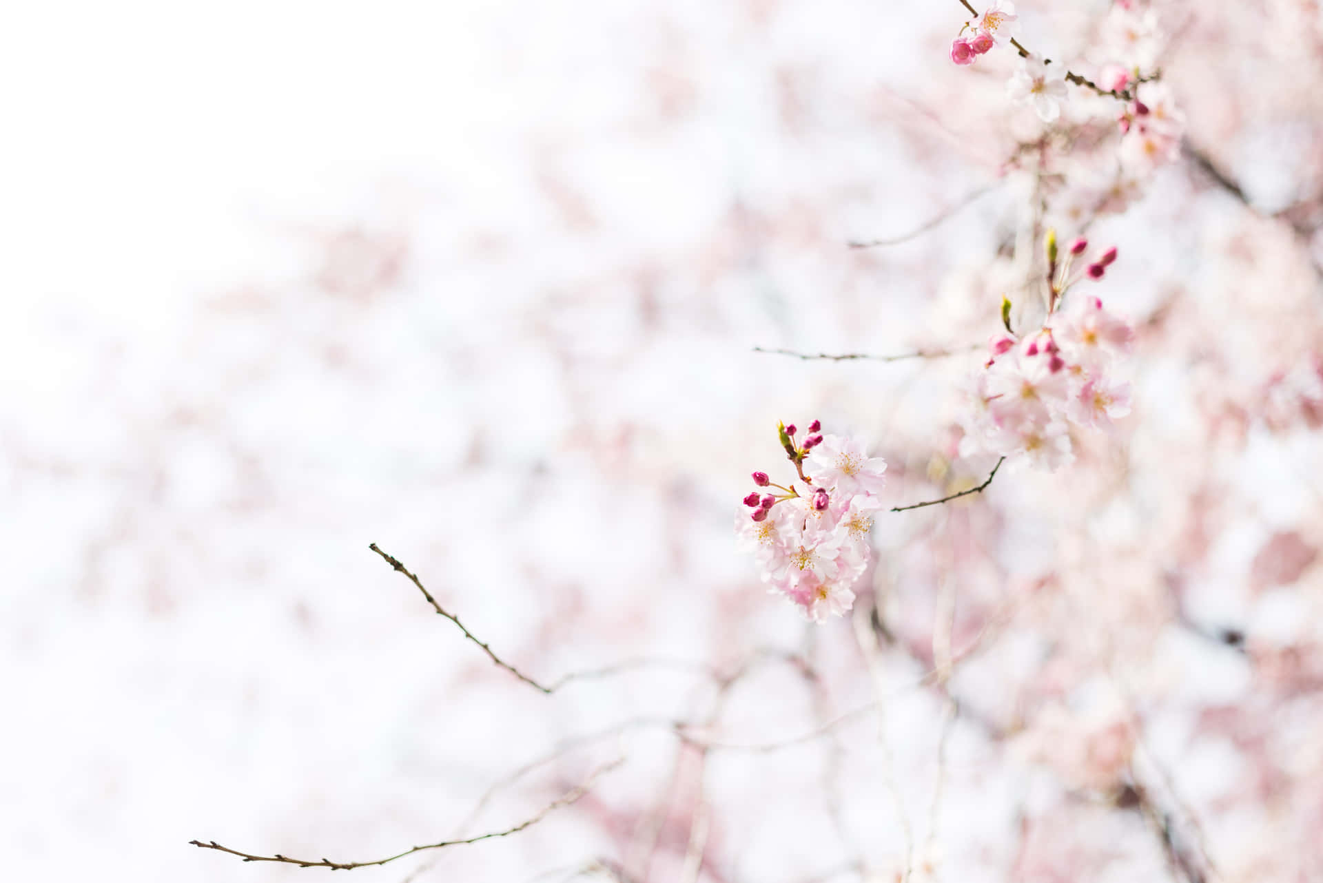 Beautiful Sakura Flowers