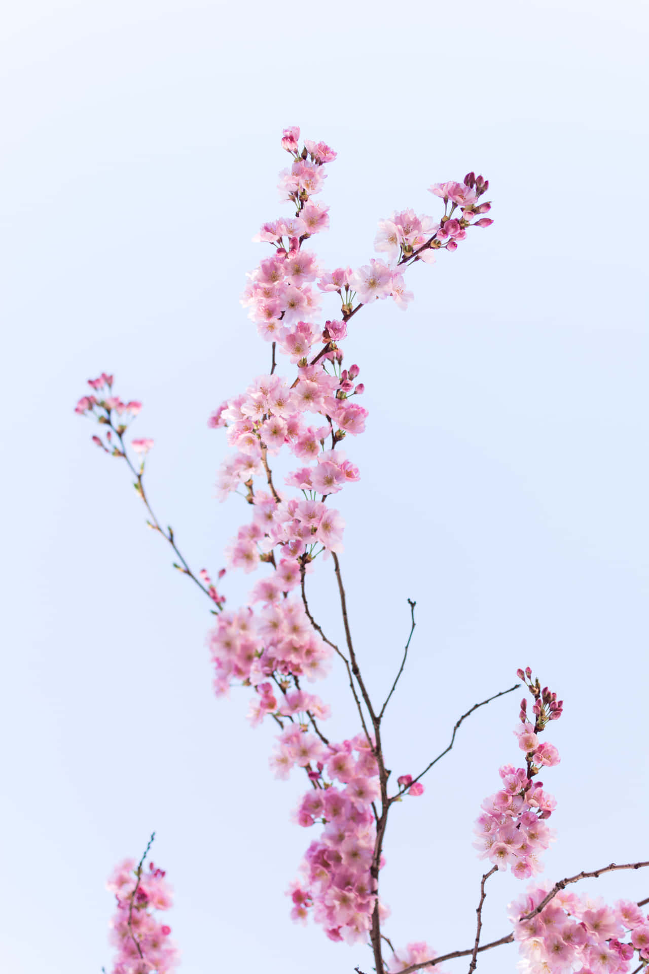 Sakurabaggrund