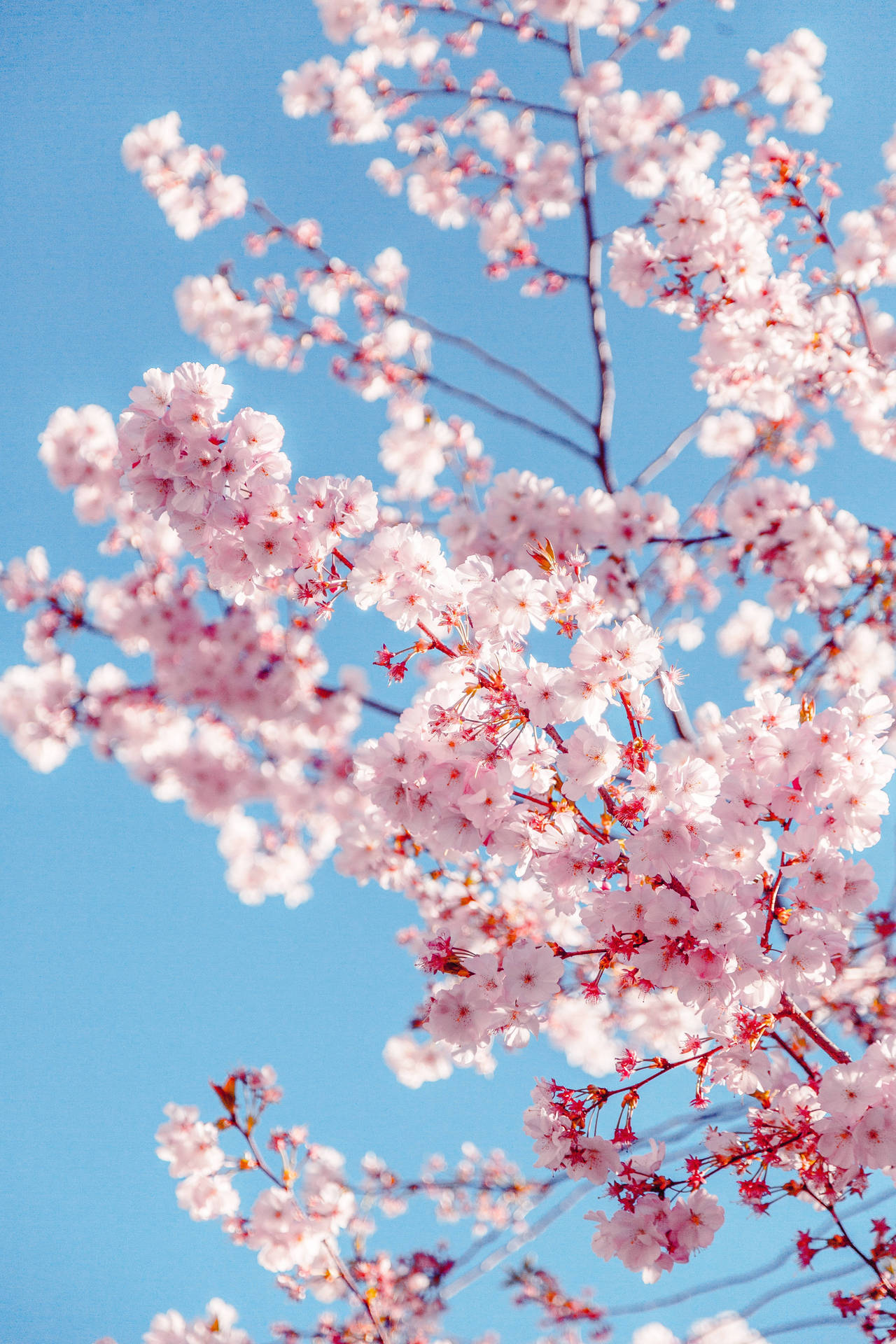 Floresde Sakura Para La Pantalla De Bloqueo Femenina Del Iphone Fondo de pantalla