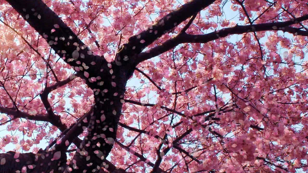 Nyd skønheden af disse følsomme Sakura blomster. Wallpaper