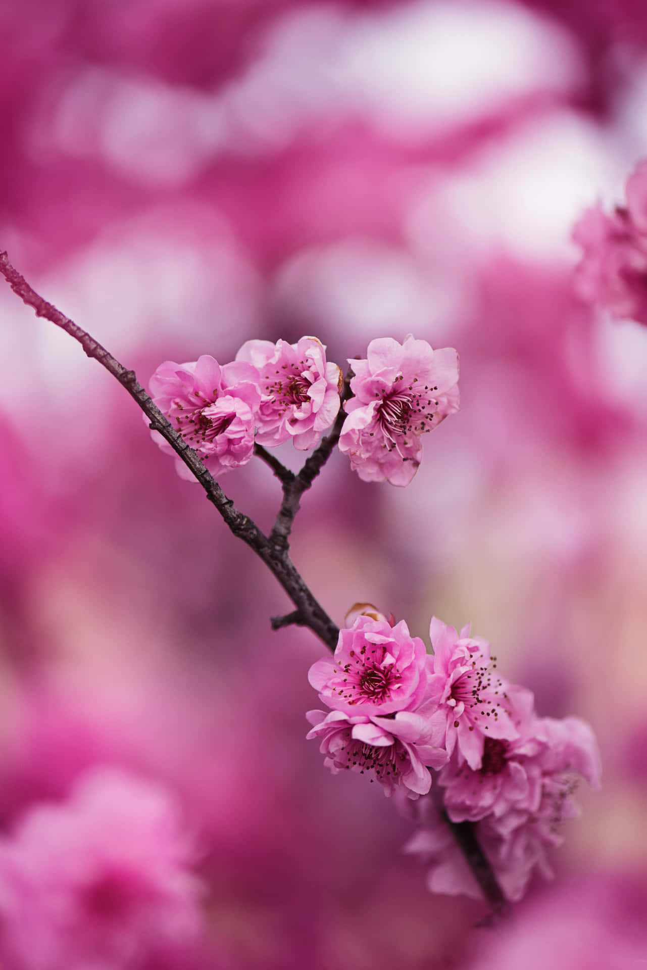 "Beautiful pink sakura blossom trees lit up with the rising sun in spring." Wallpaper