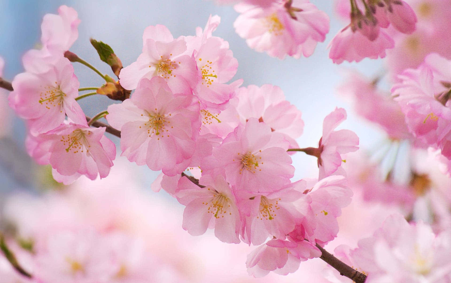 Upplevskönheten Av En Sakura-blomma I Full Blom. Wallpaper