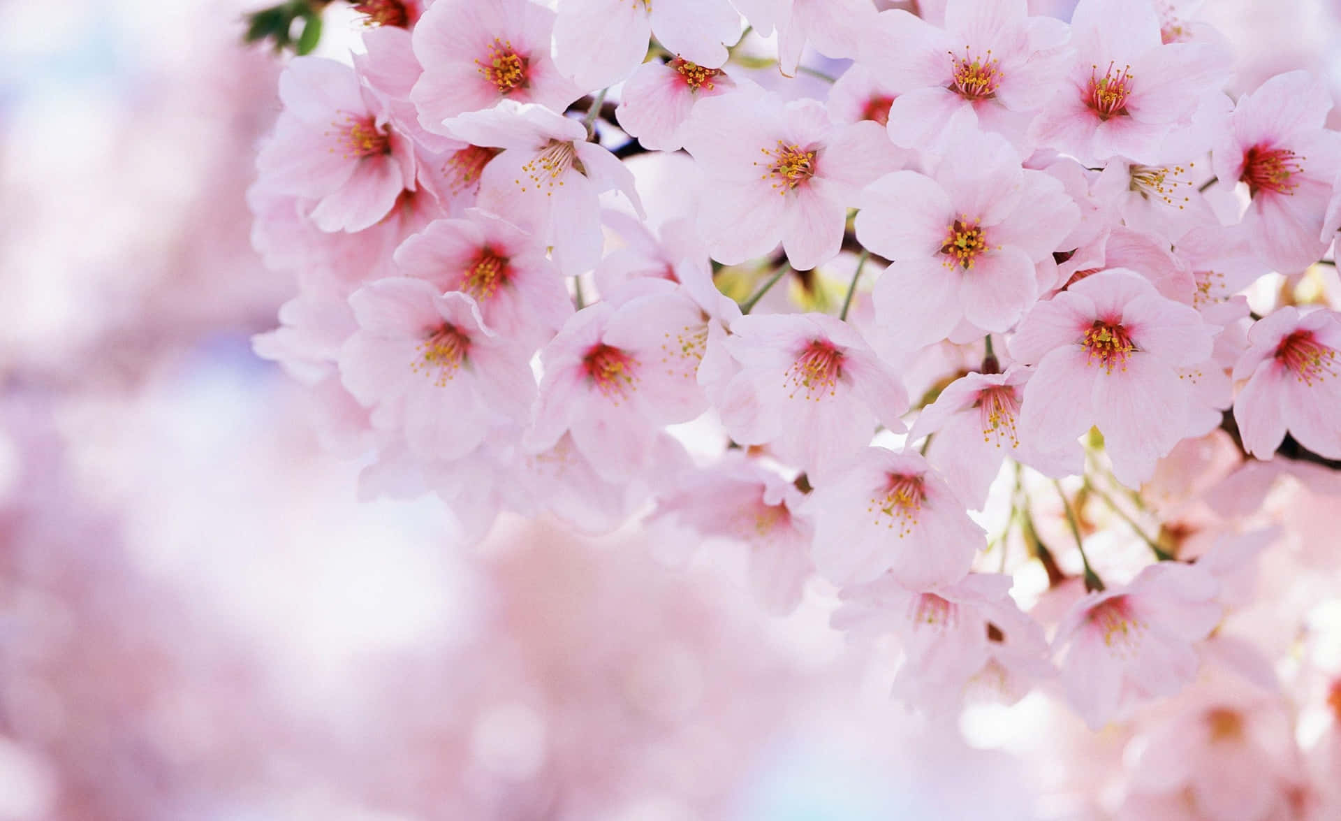 Njutav Japansk Vårvinter Genom Att Beundra De Delikata Sakurablommorna På Din Dator- Eller Mobiltelefonbakgrund. Wallpaper