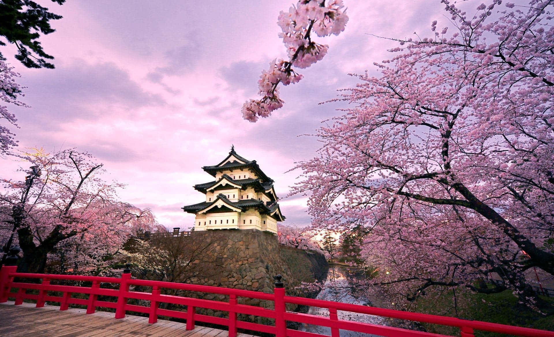 Smukke japanske Sakura Blomster Tapet Wallpaper