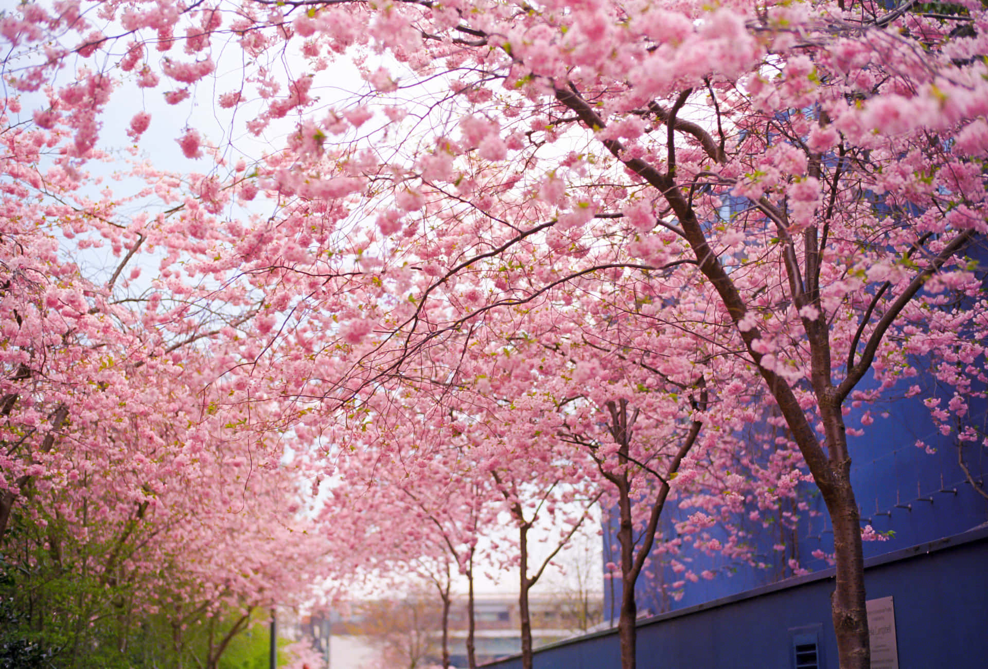 A beautiful spring day in Kyoto, Japan, with stunning pink Sakura Blossom trees. Wallpaper