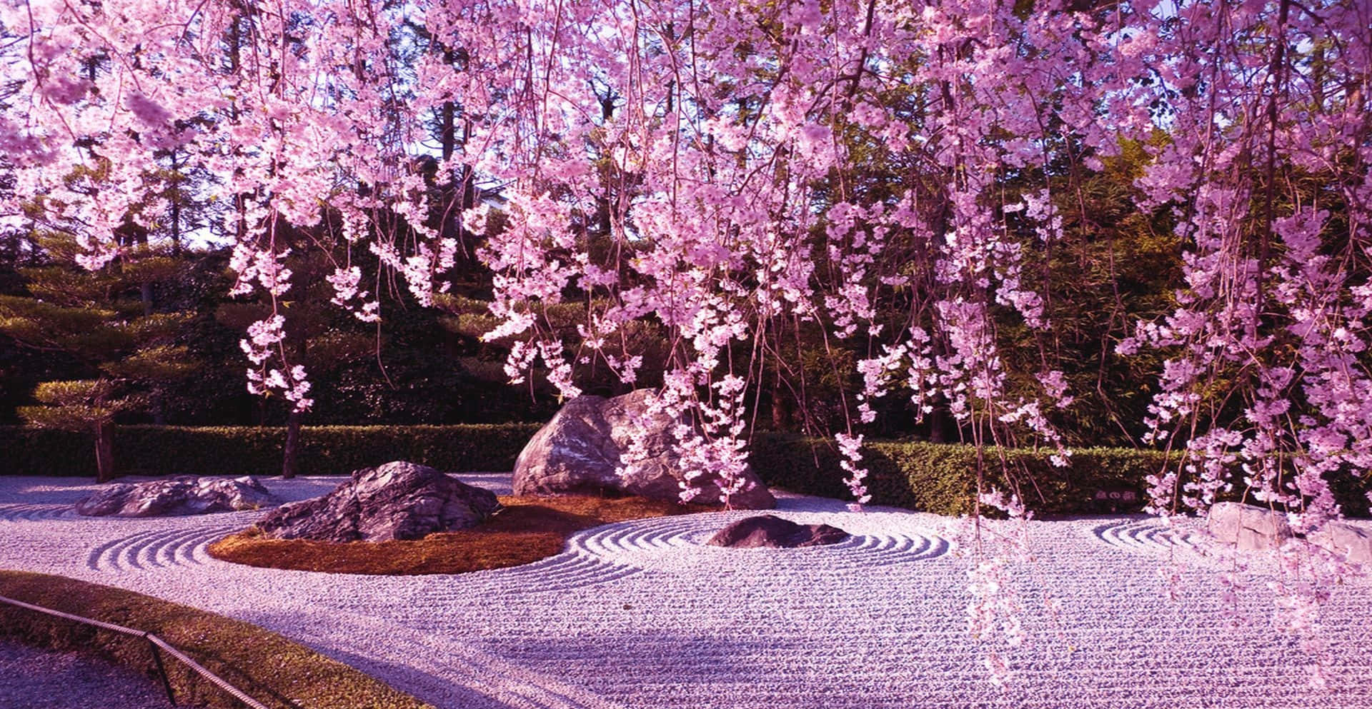Enhisnande Utsikt Av Ett Sakura Blomstrande Träd I Full Blom. Wallpaper