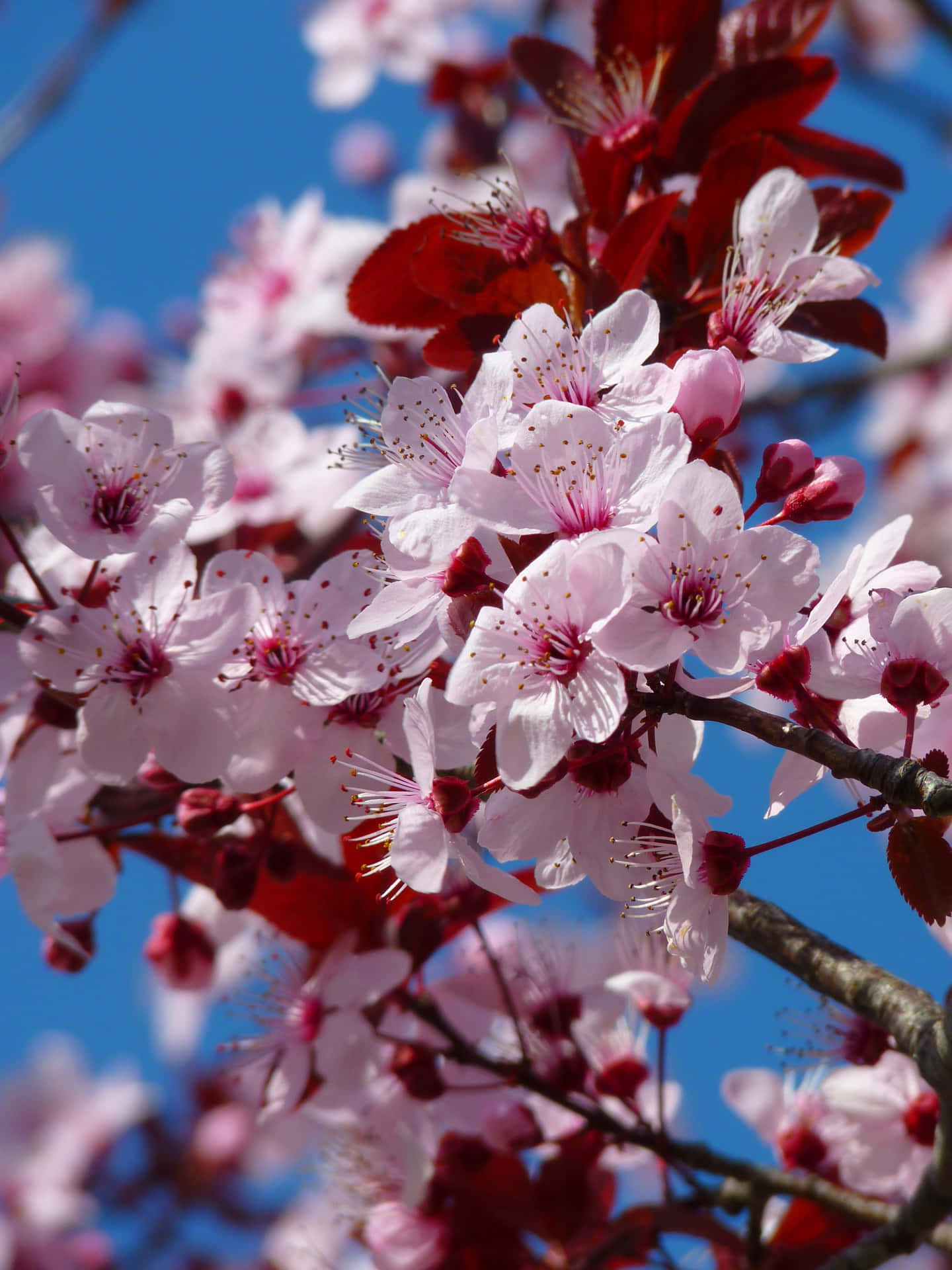 Skønheden af ​​naturen - En Sakura Blossom og Blade Wallpaper Wallpaper