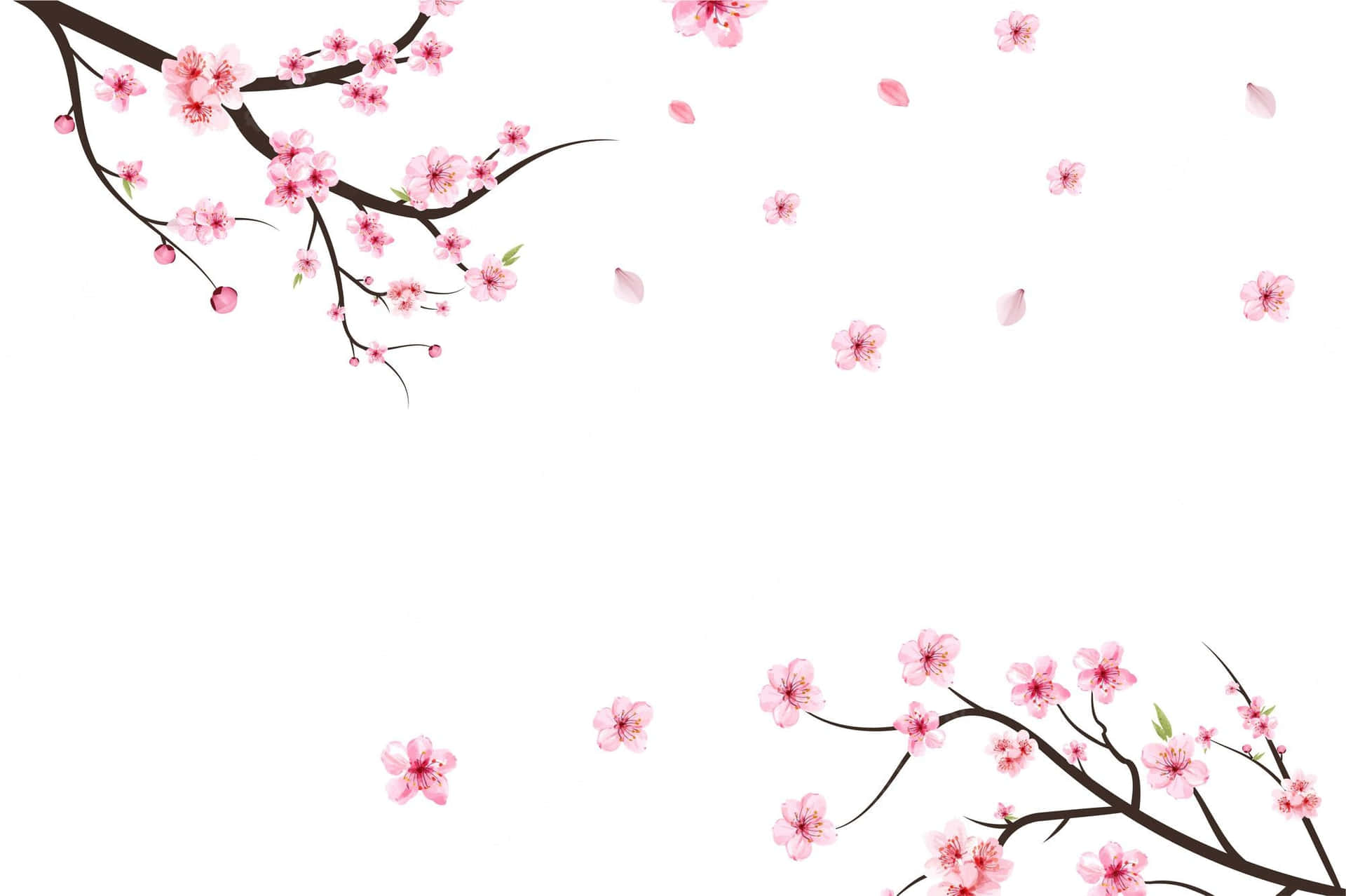 Et felt af kirsebærblomst træer i fuldt blomst. Wallpaper
