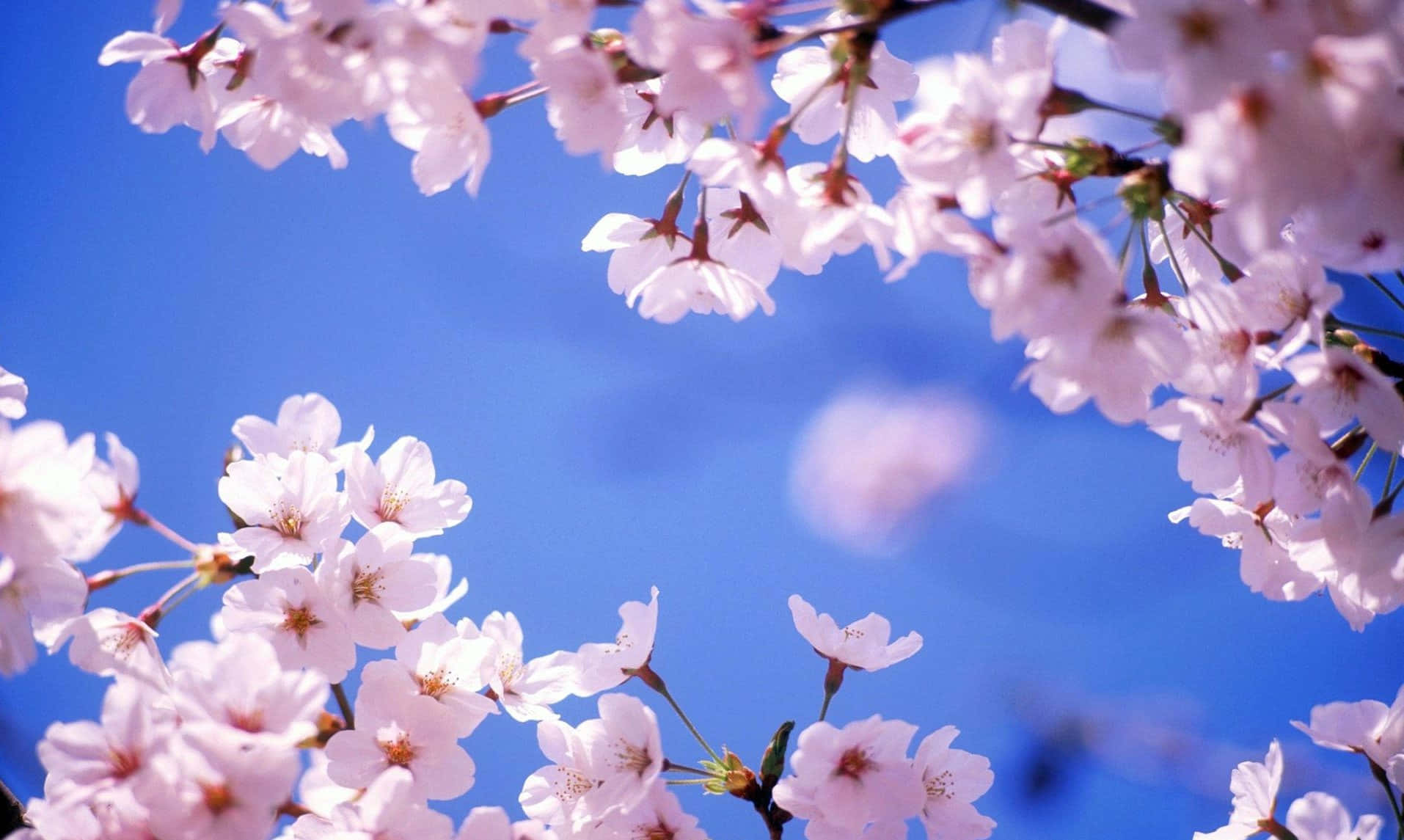 Unavista Pacífica De Un Árbol De Sakura En Flor. Fondo de pantalla