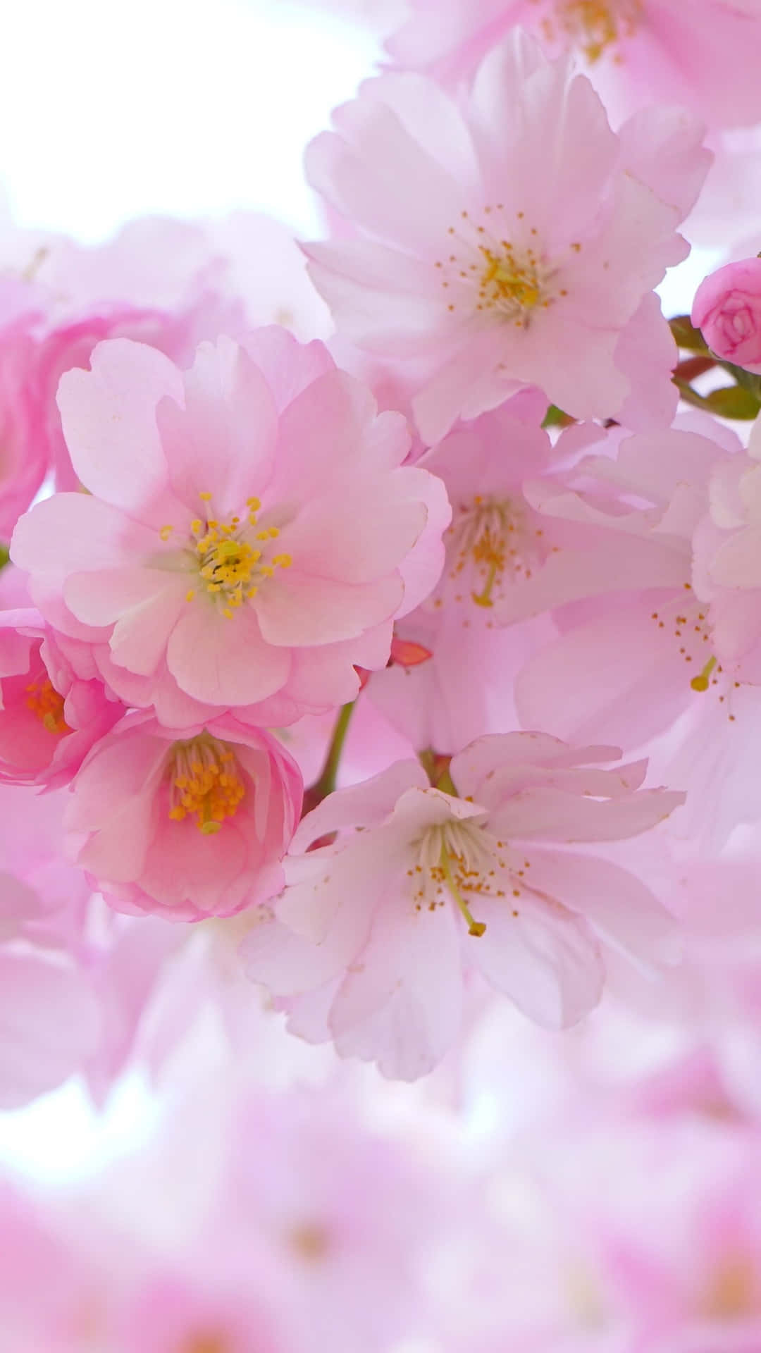 Imagenencantadora Flor De Cerezo En Plena Floración Fondo de pantalla