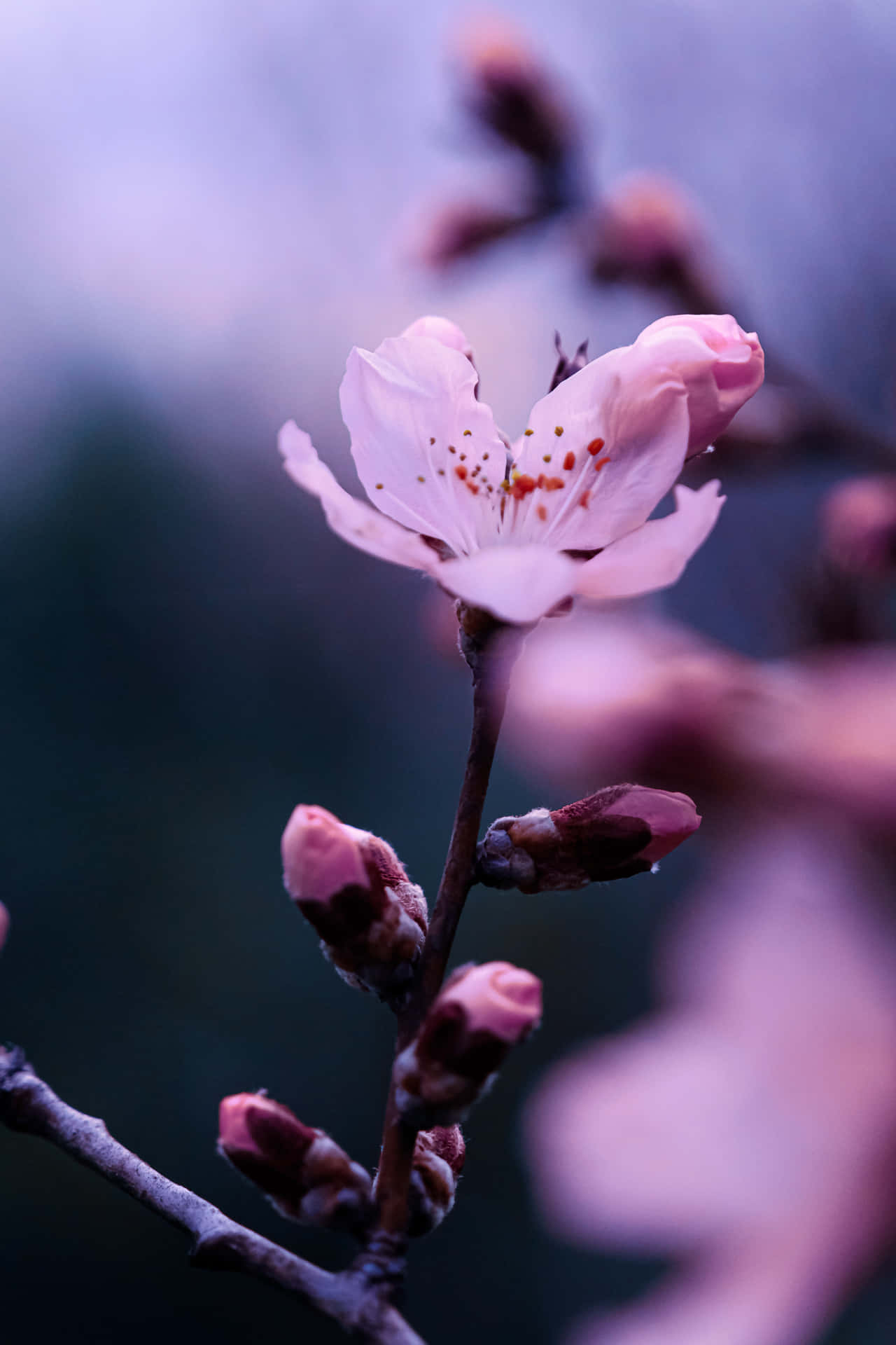 Unmomento Perfecto De Tranquilidad Entre La Elegancia De Las Flores De Sakura. Fondo de pantalla