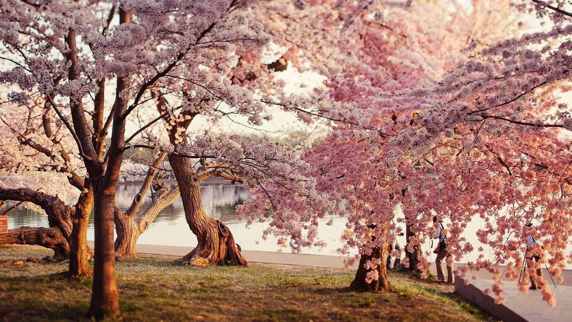 Forår i Japan: Sakura blomstring Wallpaper