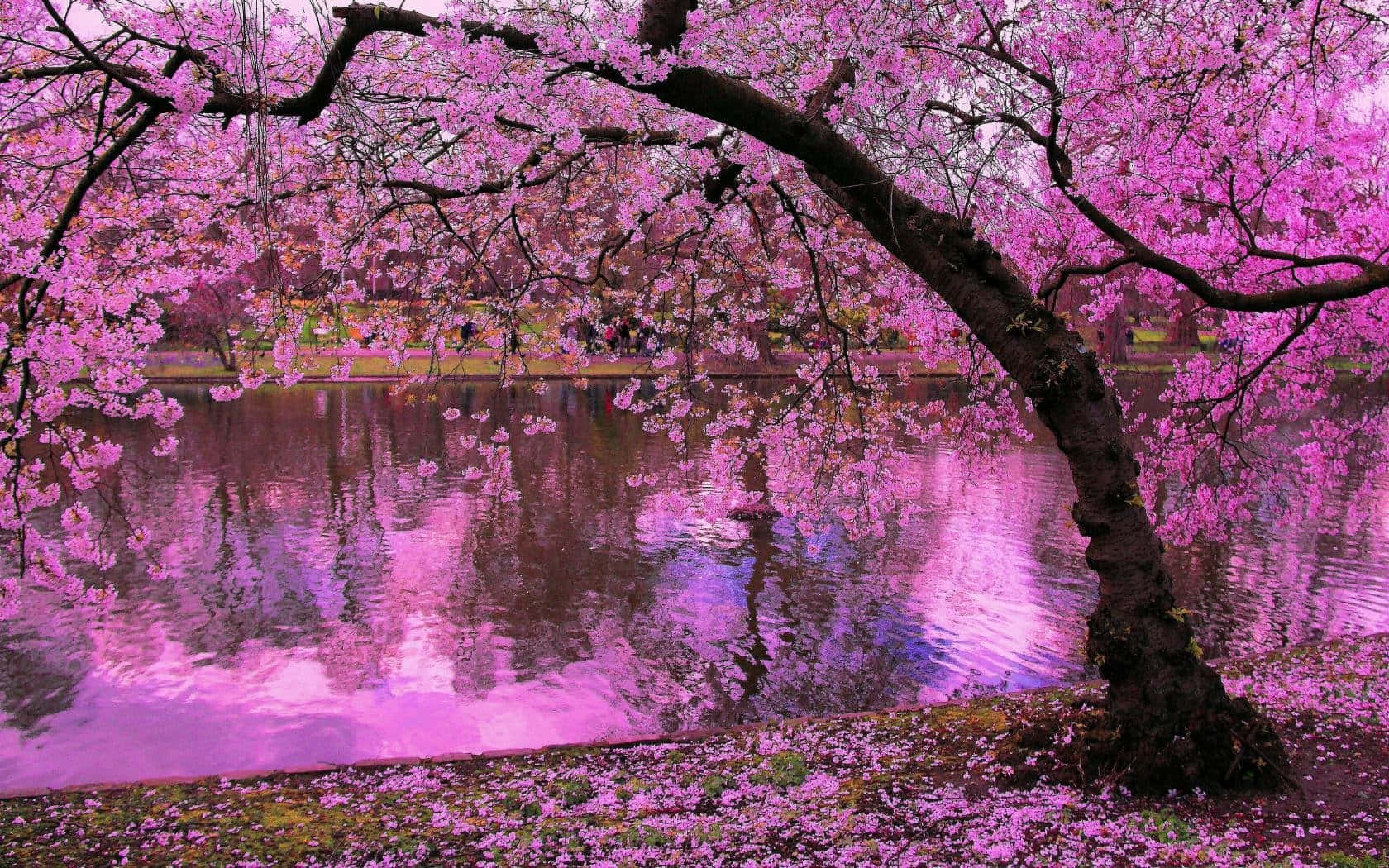 Envacker Kväll I Japan Med Vackra Sakura Blommor. Wallpaper