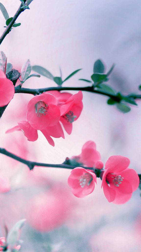 Sakura Blossom Pink Girl Iphone Wallpaper