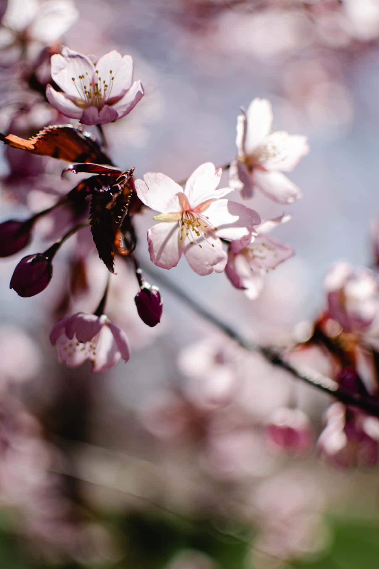 Disfrutade La Temporada De Cerezos En Flor Con Una Hermosa Floración. Fondo de pantalla