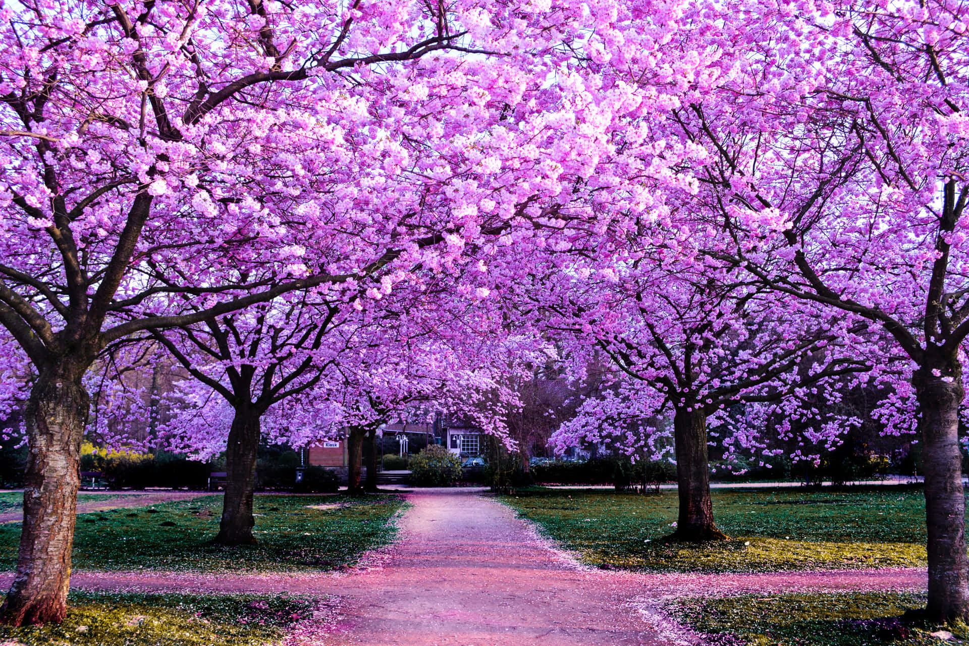 Disfrutala Belleza De Las Flores De Sakura Con Este Vibrante Contraste Rosa En Contraposición A Un Cielo Azul Brillante. Fondo de pantalla