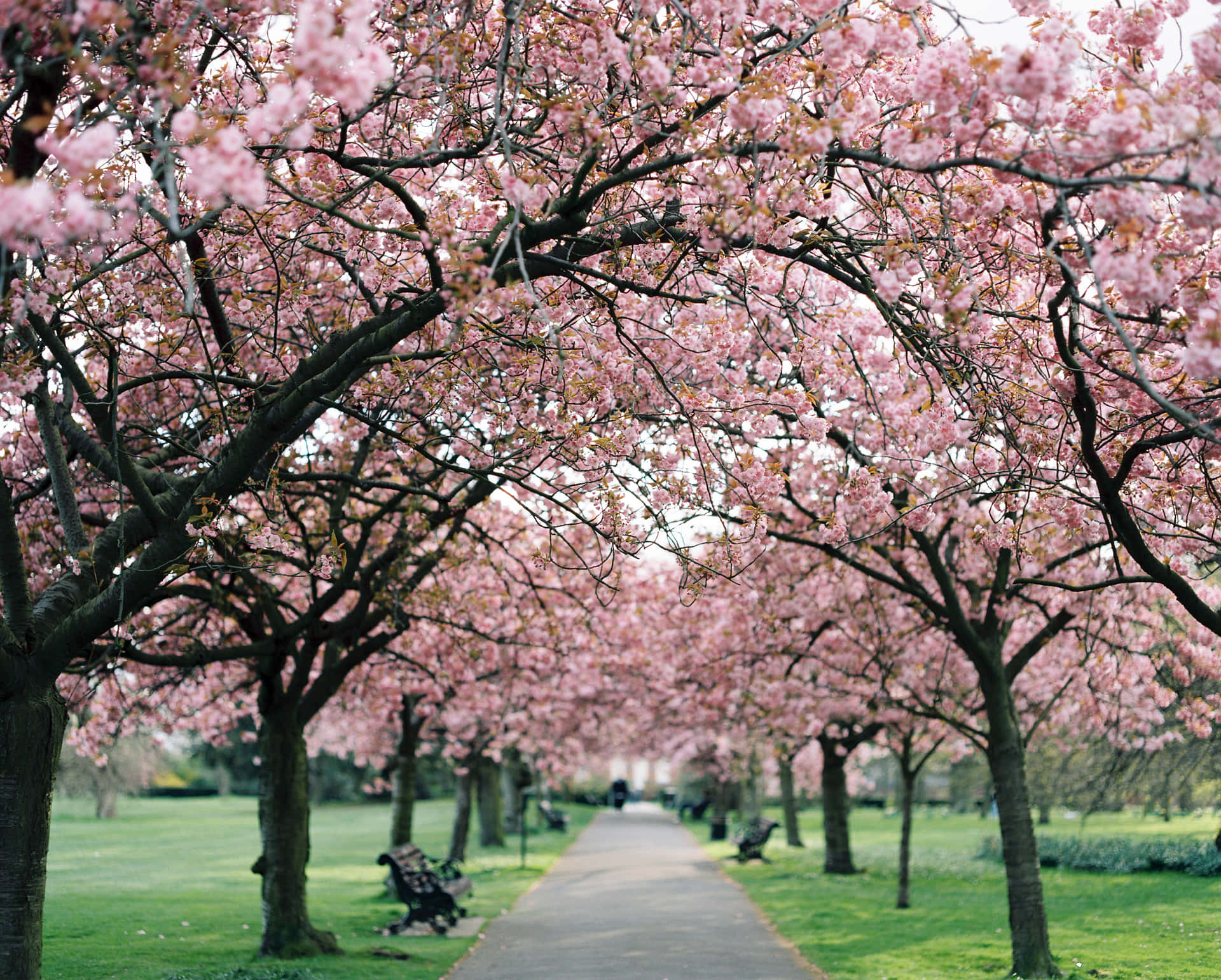 Capturala Belleza De La Flor De Sakura. Fondo de pantalla