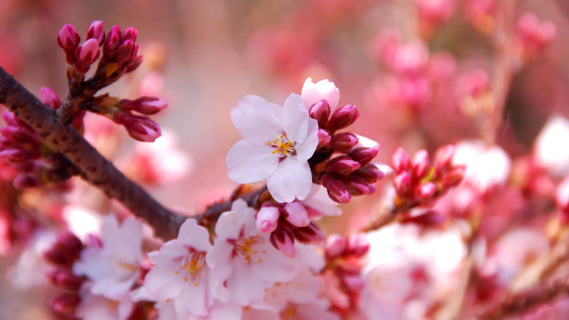 Vistaencantadora De Las Flores De Sakura En Japón Fondo de pantalla
