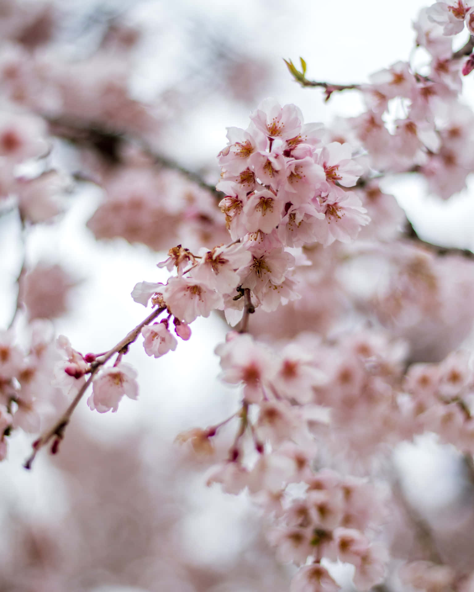 Fornøjelige kirsebærtræer i fuld blomst Wallpaper