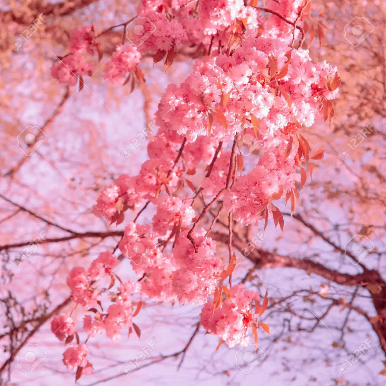 Njutav Skönheten Hos Sakurablommor När Körsbärsträden Blommar! Wallpaper