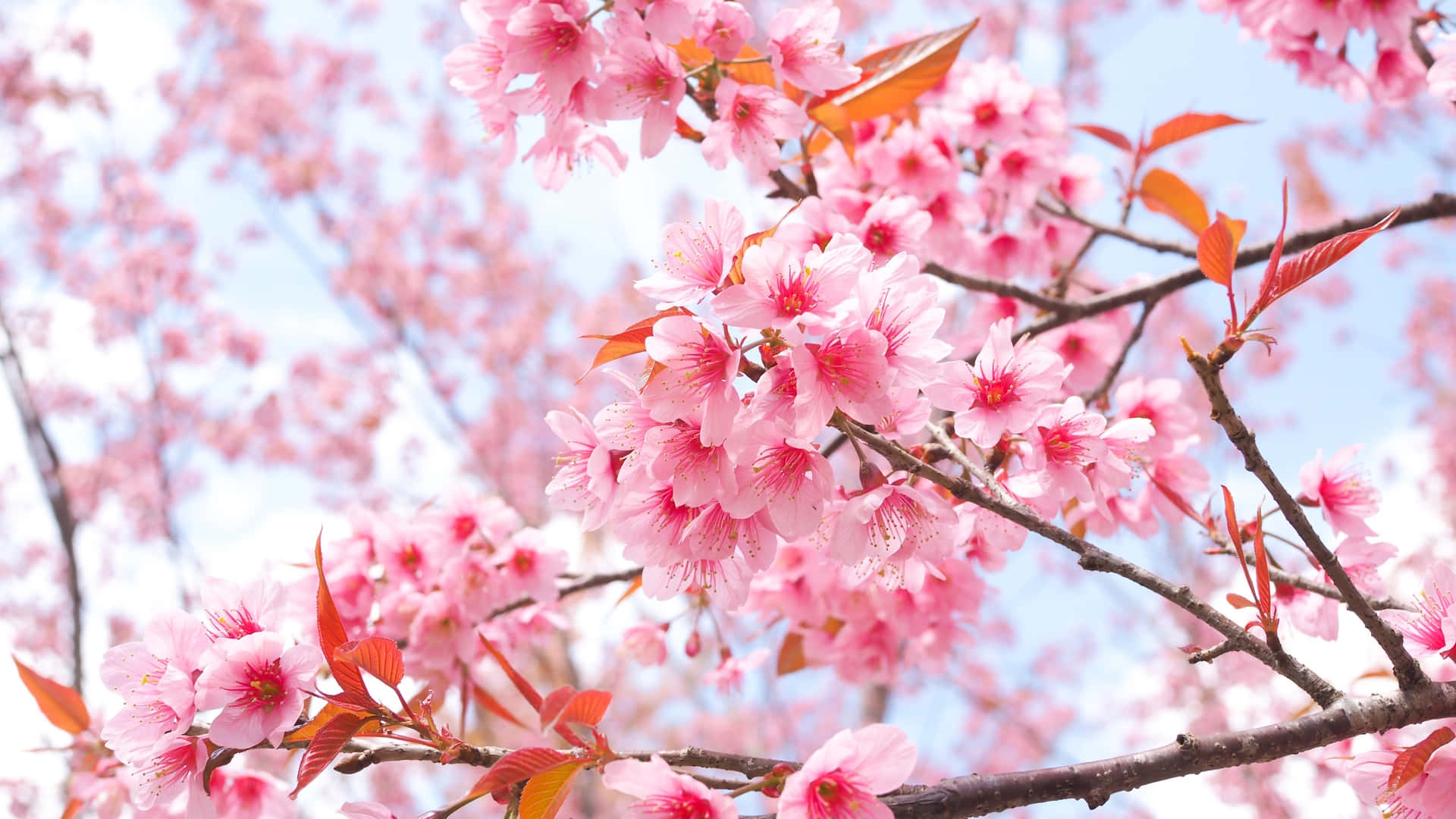Smukke og følsomme Sakura Blossom i foråret Wallpaper