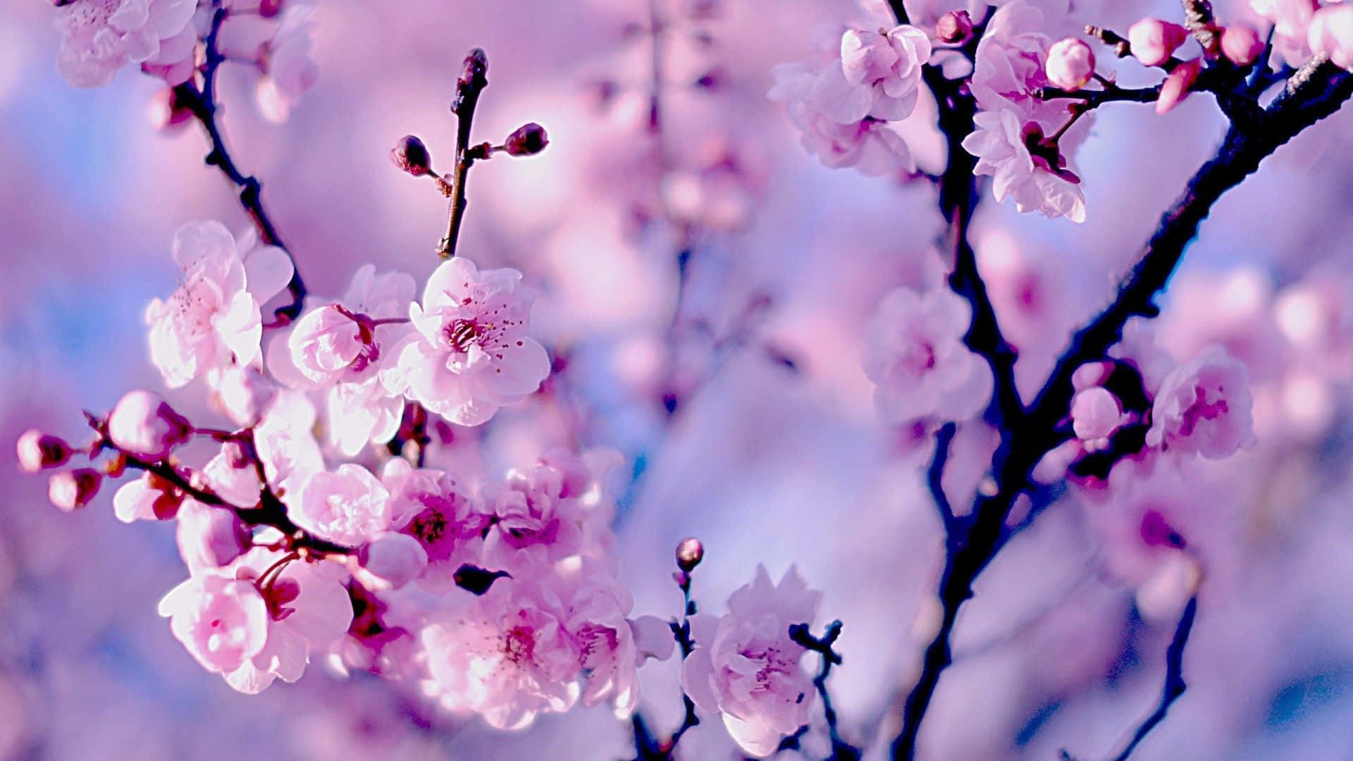 En smuk lyserød sakura blomstre træ i blomst mod en blå himmel Wallpaper