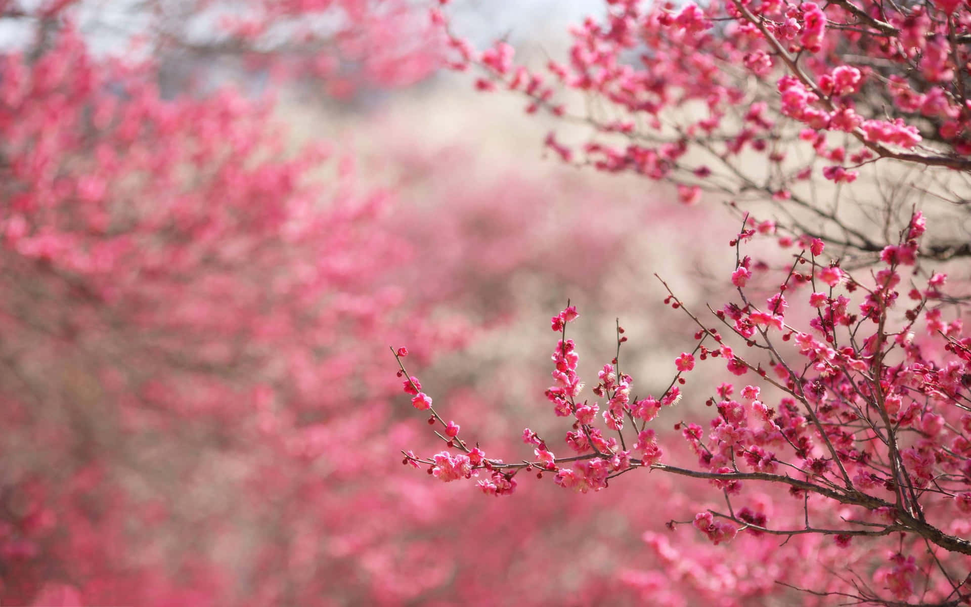 Bright pink cherry blossoms pop against the deep blue sky Wallpaper