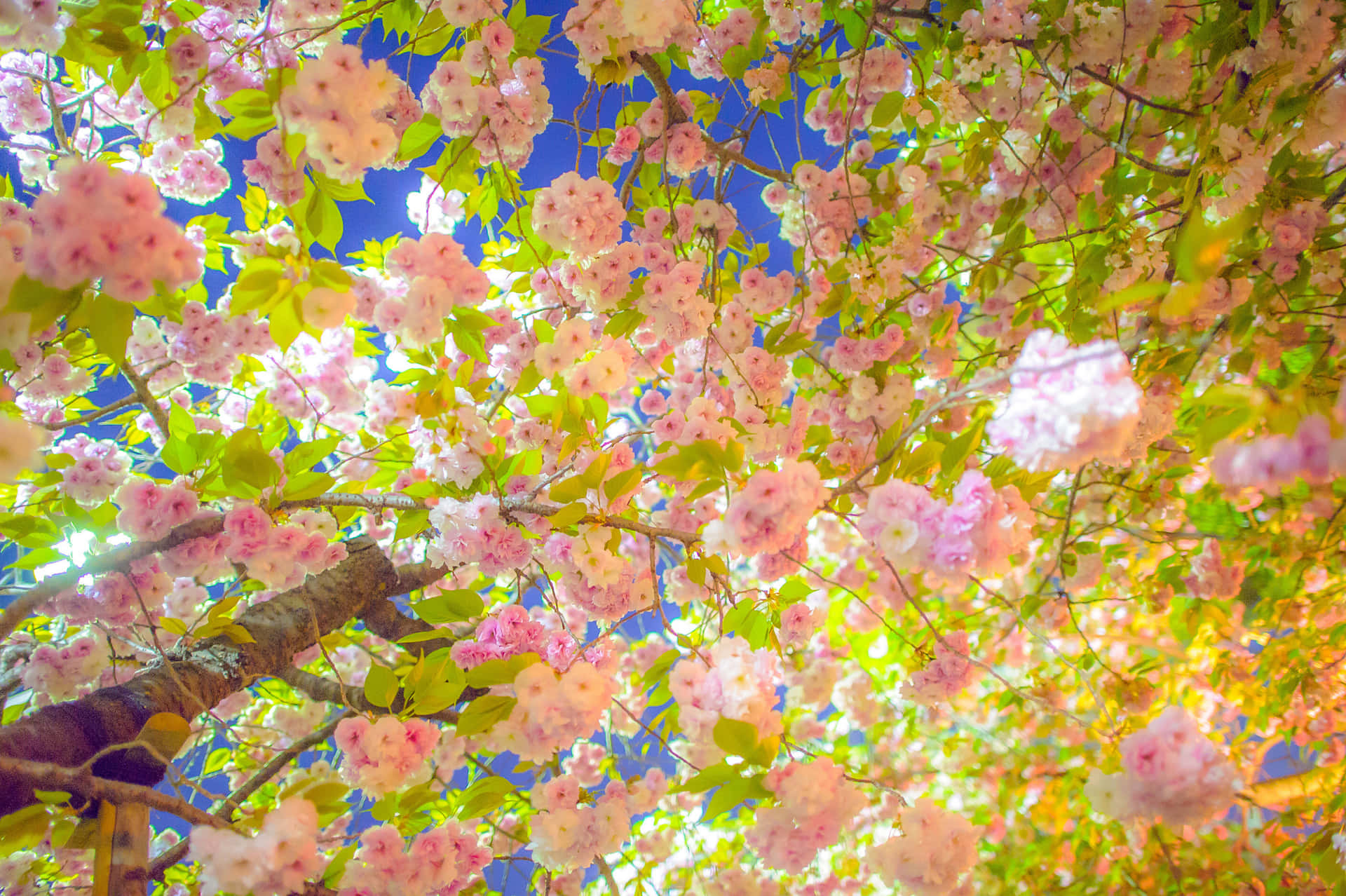 Sakura_ Blossoms_ Against_ Blue_ Sky Wallpaper