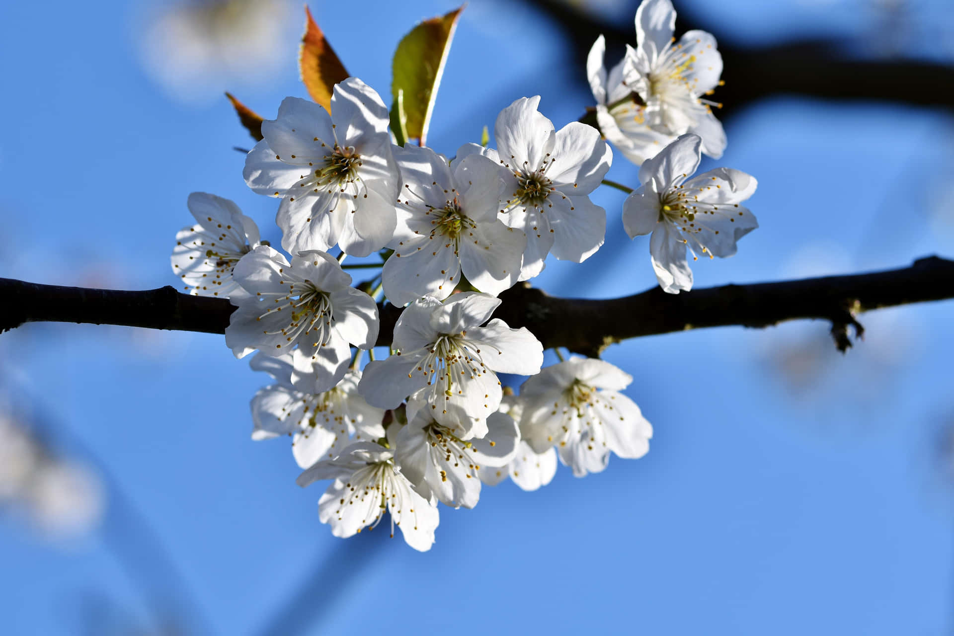 Sakura Blossoms Against Blue Sky Wallpaper