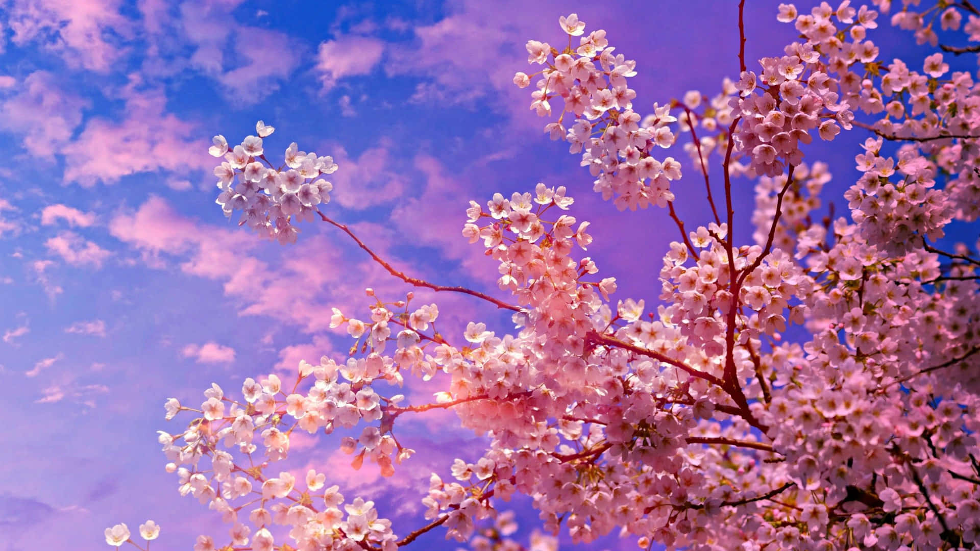 Sakura Blossoms Against Twilight Sky Wallpaper