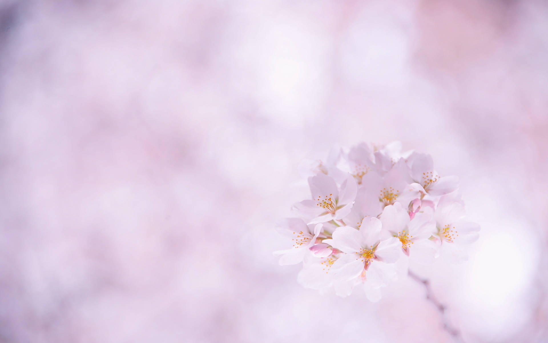 'Gorgeous sakura cherry blossom in a beautiful bokeh background.' Wallpaper