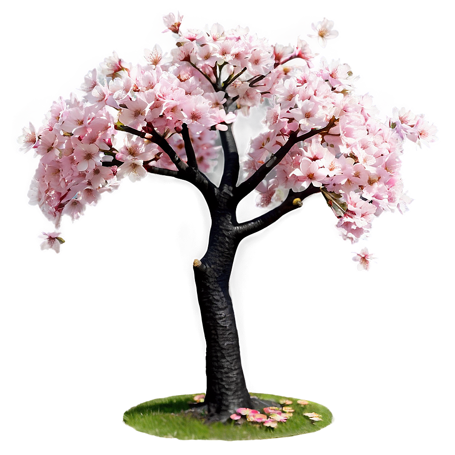 Sakura Cherry Tree Png Pxb39 PNG