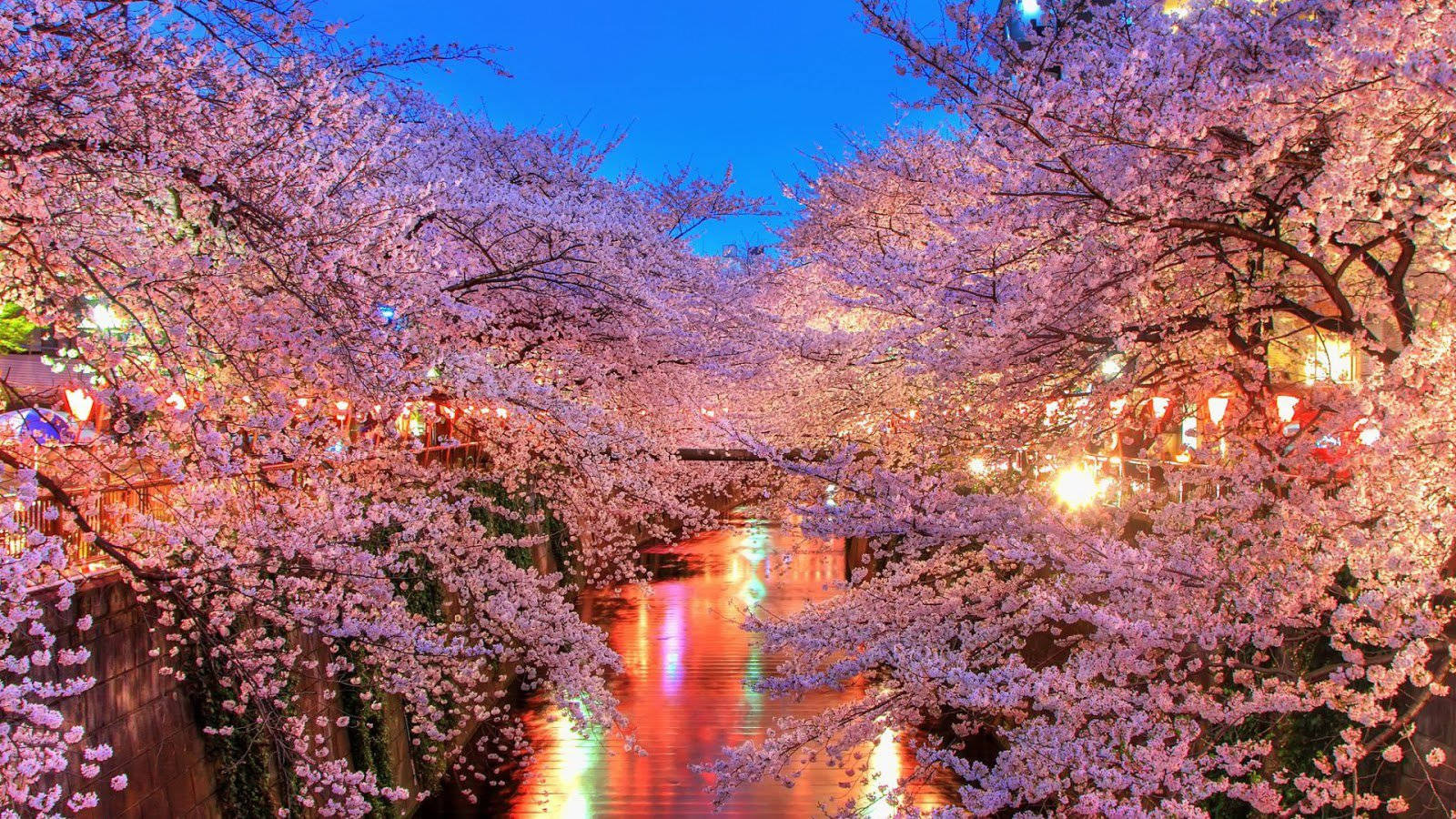 Sakura Festival Fuld HD 1600x900 Wallpaper