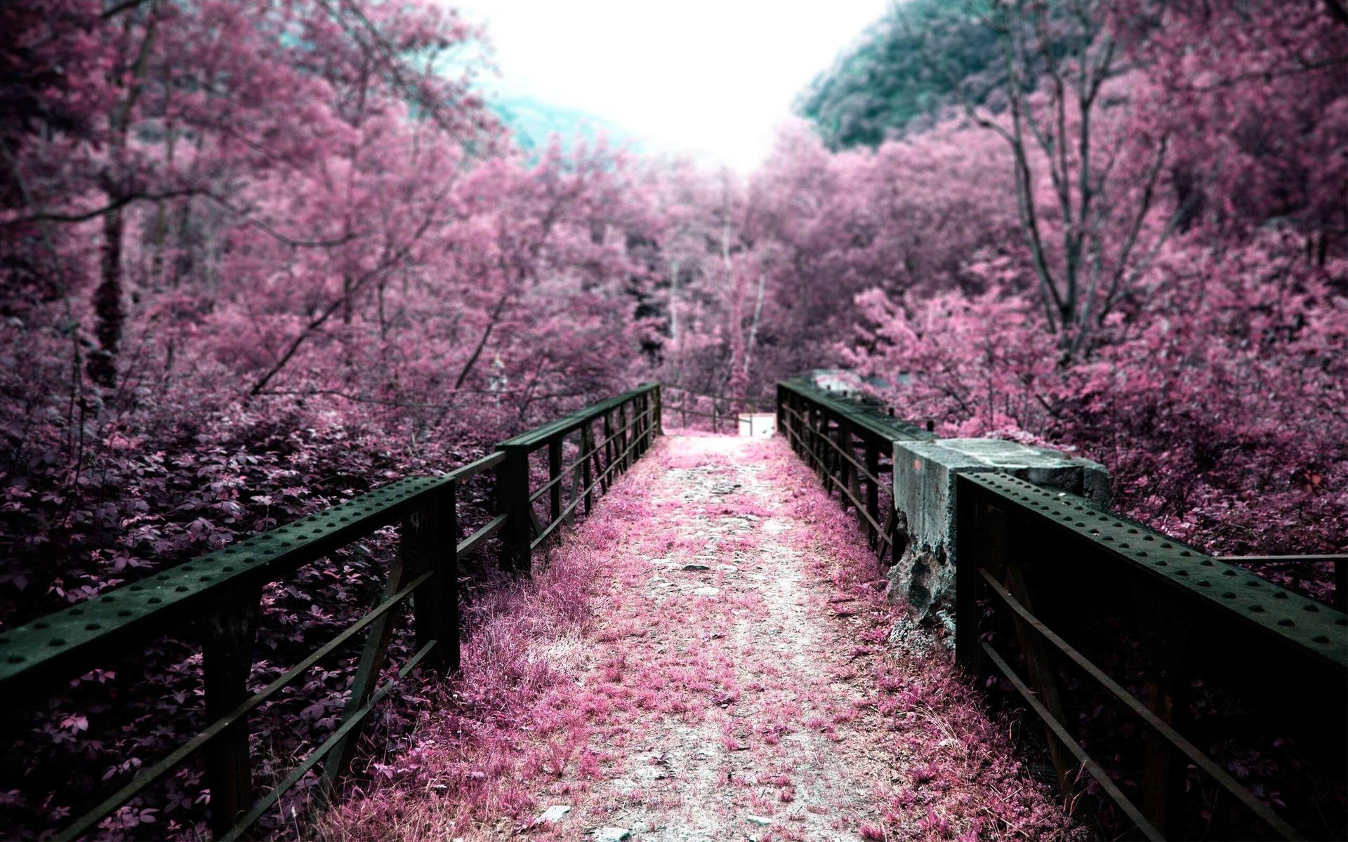 A peaceful walk among vibrant sakura trees in Japan Wallpaper