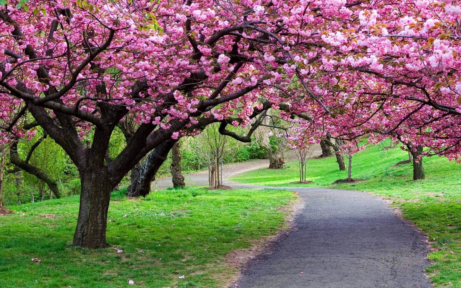 A stroll down the path of sakura flower-lined trees. Wallpaper