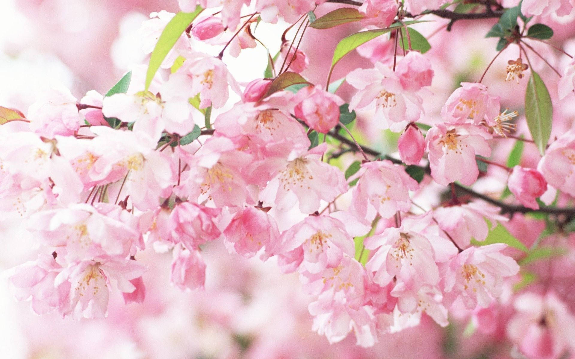 "Detail of a sakura tree in full bloom" Wallpaper